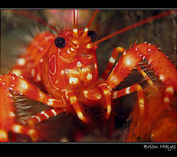 From El Hierro in the Canaries, a Red Reef Lobster (Enopl... by Brian Mayes 